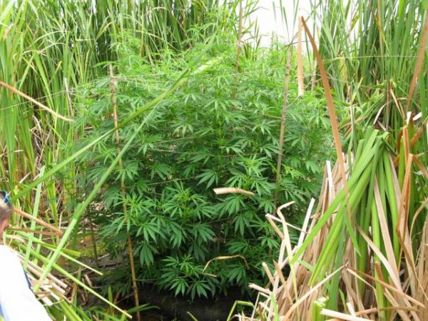 Cannabis found growing in a swamp