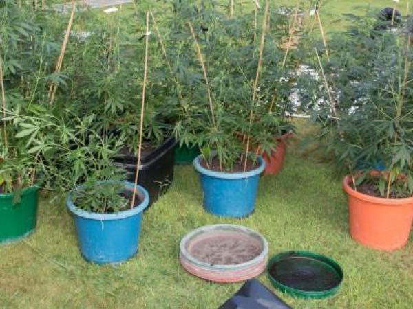 Cannabis plants seized