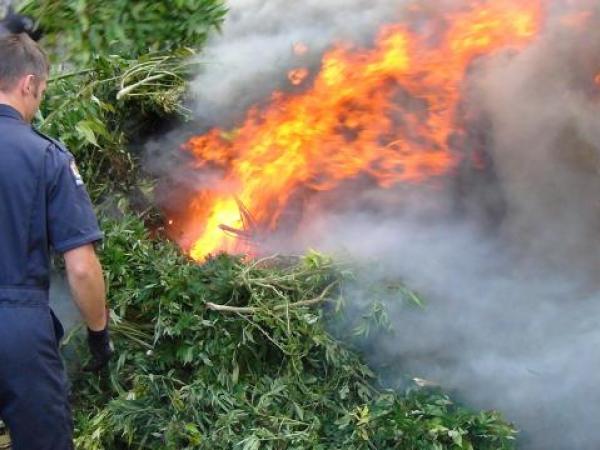 Police destroy cannabis seized in a major operation across Auckland