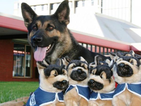 Meet Police Dog Link (and friends) at the RNZPC Open Day!
