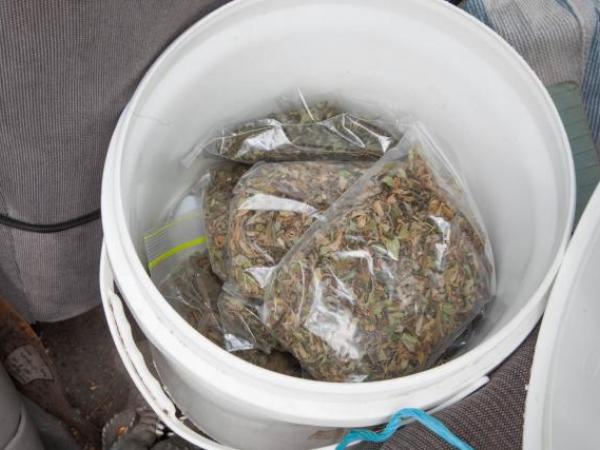 On inspection this container was also found to contain pre-packaged bags of cannabis