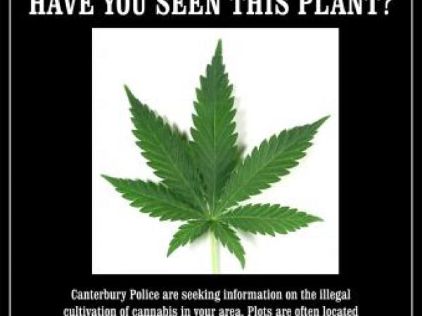 Have you seen this plant?