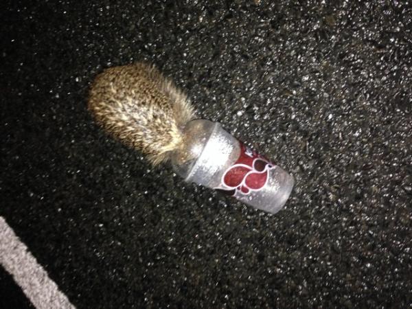The hedgehog that Andrew rescued