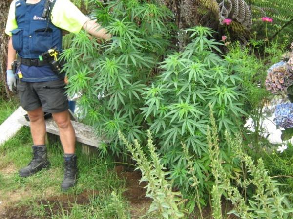 A police officer with some of the plants found growing in the Coromandel