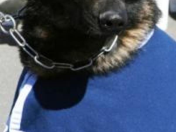 Thames the Wairarapa police dog missing in bush
