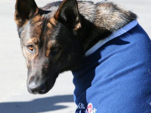 Police dog Thames at a graduation parade