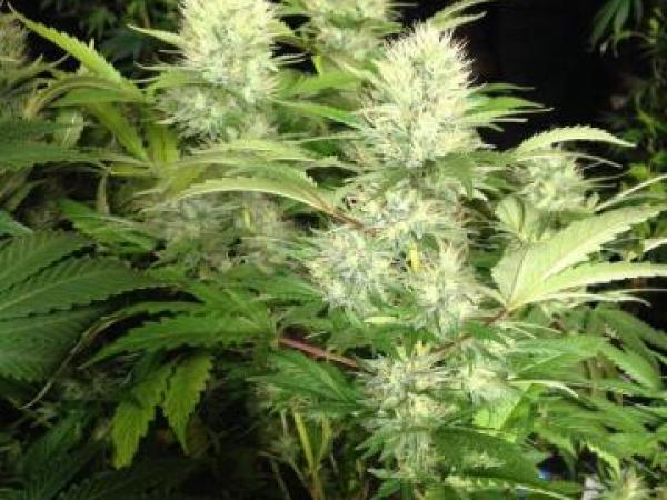 Cannabis from search warrant