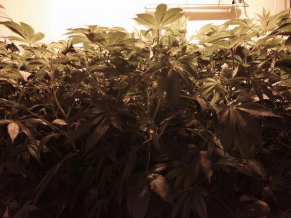 Cannabis plants found in Henderson