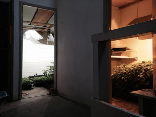 Nursery and cloning rooms 