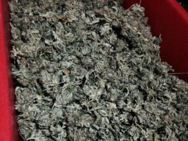 Cannabis head found in commercial unit 
