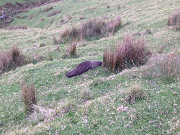 The scene that greeted Police in rural Helensville 