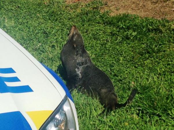 This ocean escaper had the Waikato Police's seal of approval