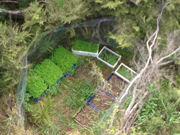 Aerial shot of cannabis plot Police sprayed in Northland