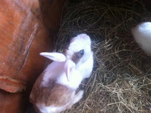Lily the stolen Netherland Dwarf