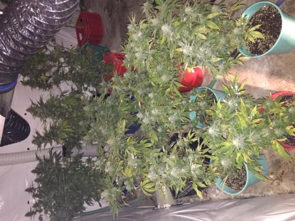 Cannabis found during Featherston search warrants