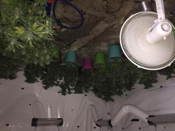 Cannabis found during Featherston search warrants