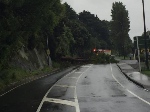 Tree blocking Main Road