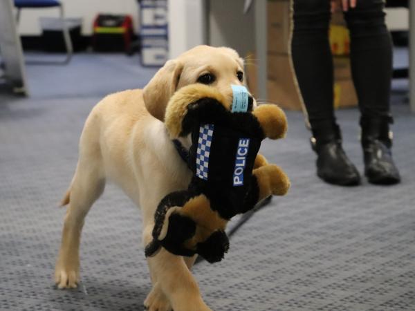 A police puppy in training with his police toy