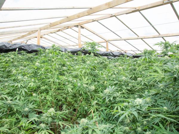 Some of the cannabis seized