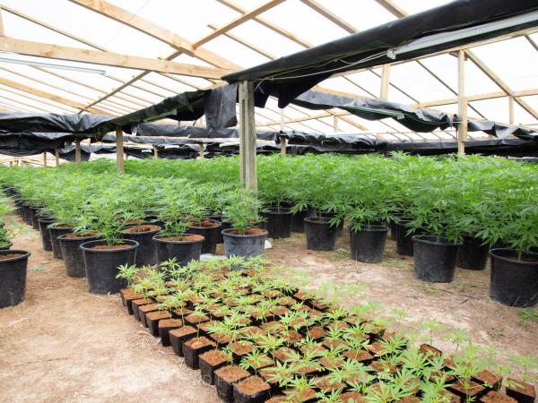 More than 4000 cannabis plants have been seized