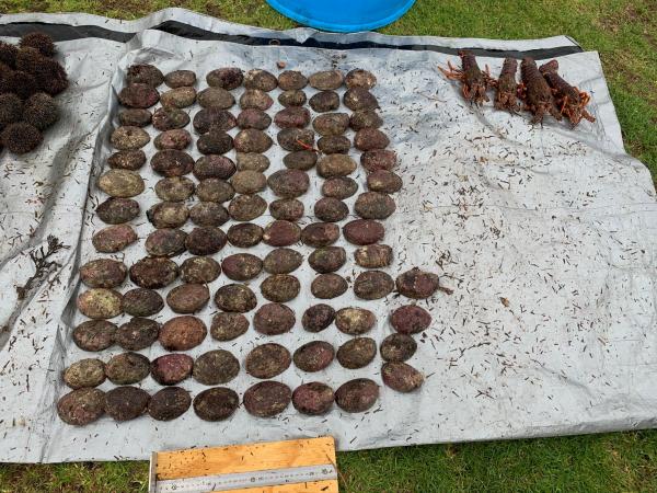 The paua seized and returned to the ocean.