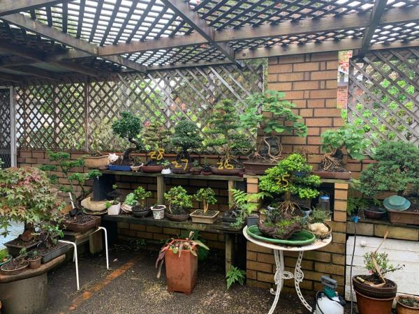 Bonsai theft