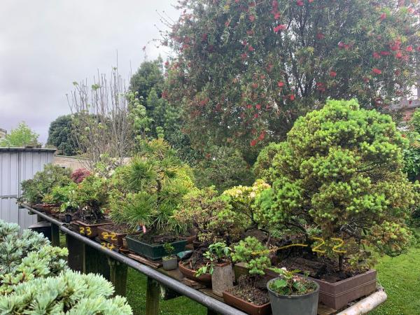 Bonsai theft 