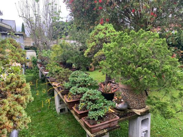 Bonsai  theft  
