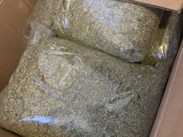 Synthetic cannabis seized in Canterbury today