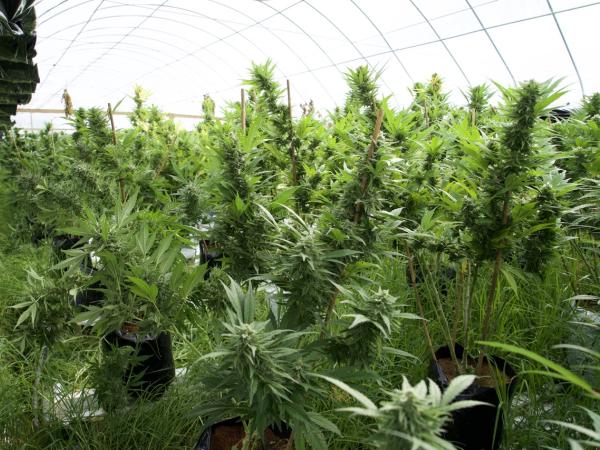 Police have seized millions of dollars’ worth of cannabis plants