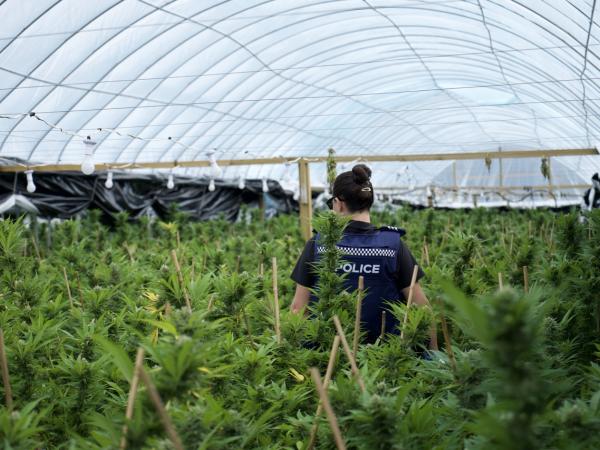 Police have seized millions of dollars’ worth of cannabis plants