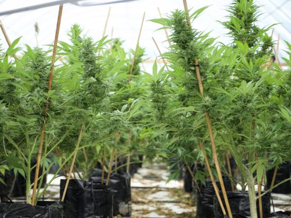 Police have seized millions of dollars’ worth of cannabis plants