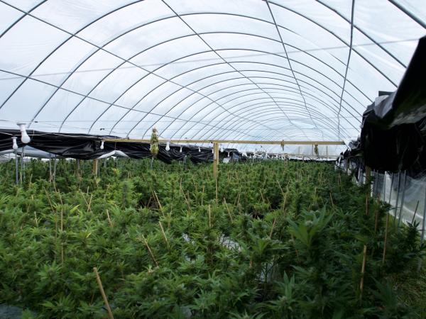 Police have seized millions of dollars’ worth of cannabis plants