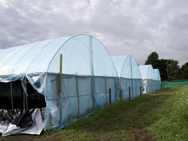 Police have seized millions of dollars’ worth of cannabis plants
