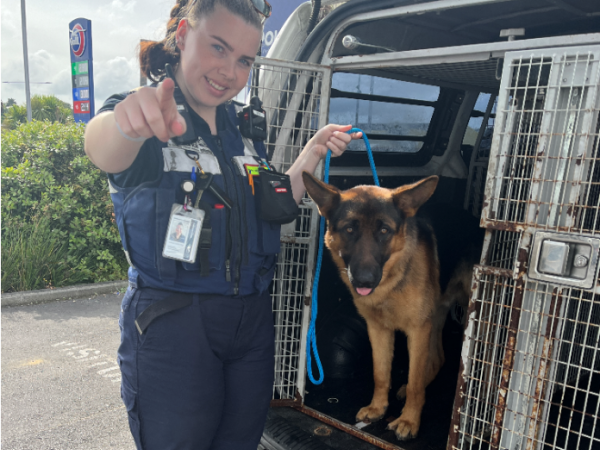 The German Shepherd was found abandoned at the scene of a crash