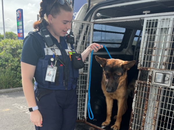 The German Shepherd was found abandoned at the scene of a crash