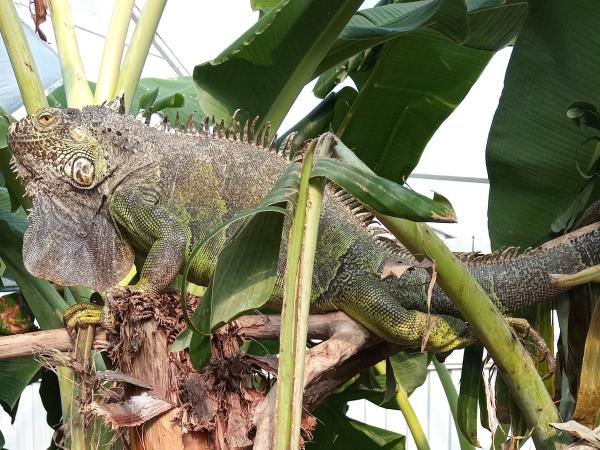 The recovered iguana