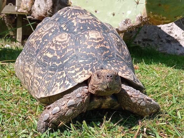 The 17-year-old male leopard tortoise has been returned