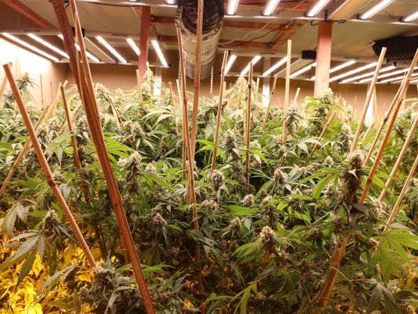 Police will allege more than 300 cannabis plants were located at the address