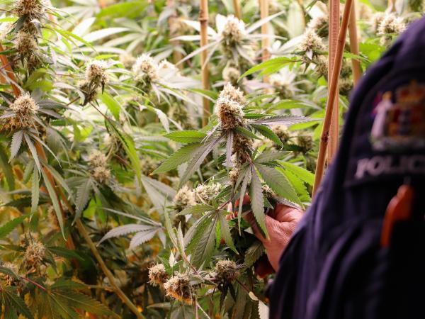 Police have uprooted a significant cannabis operation