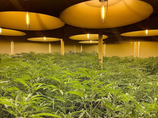 Police will allege more than 300 cannabis plants were located at the address