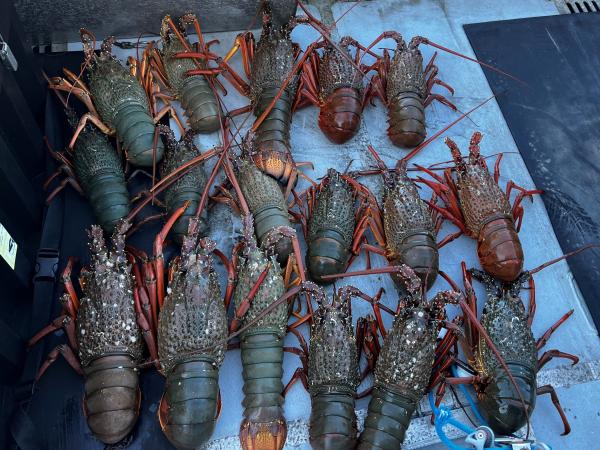 Police located 21 Packhorse Crayfish on one boat, some of which were undersize