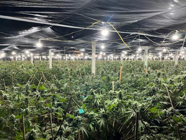 Some of the cannabis plants discovered in Āwhitu this week