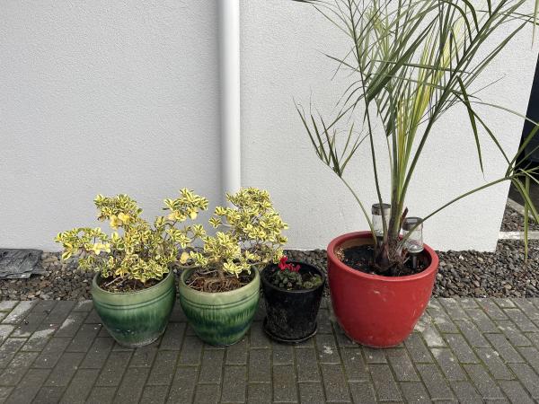 Pot plants located