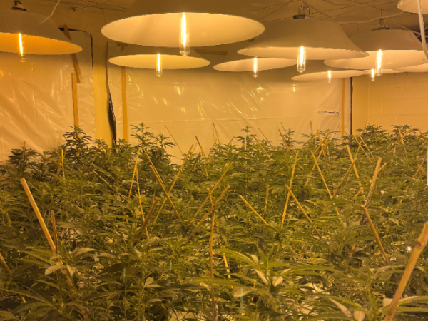 At least 357 cannabis plants were found at four flats in Manurewa