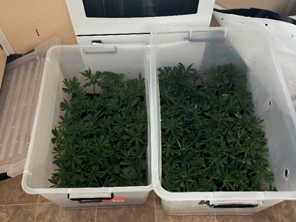 The plants were at various stages of maturity
