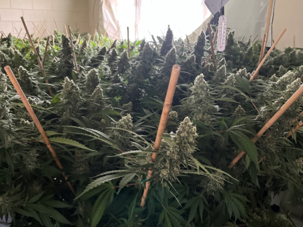 The cannabis has an estimated street value of between $200,000 to $600,000