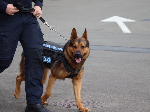 Generic image of police dog and handler