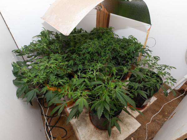 Cannabis plants seized Southland