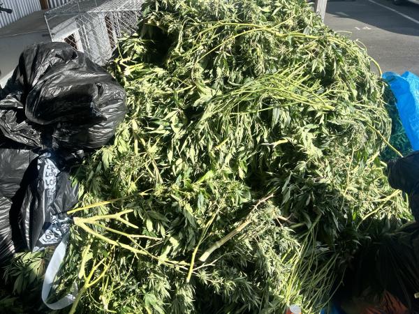 Police have destroyed 953 cannabis plants